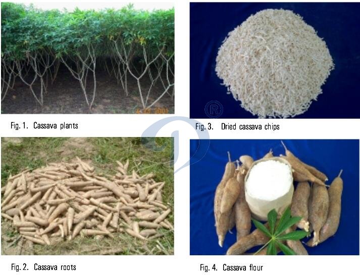 cassava flour making process