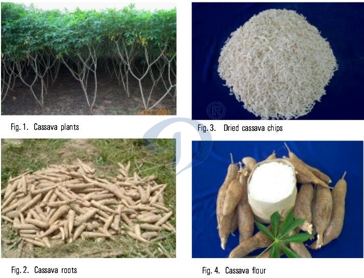 cassava 