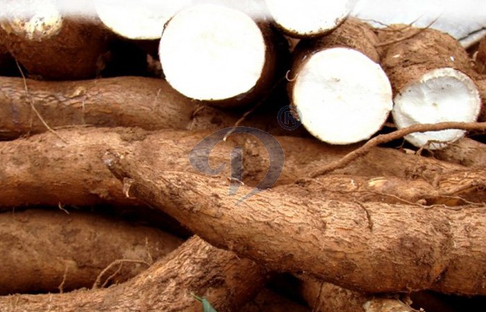 cassava tuber