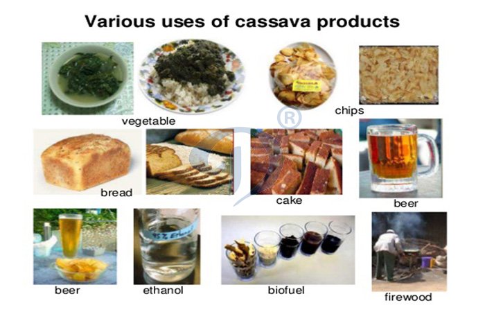 application of cassava starch 