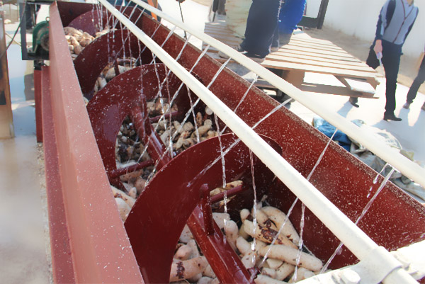 cassava peeling machine