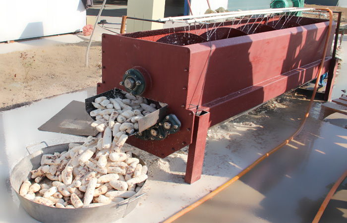 Cassava cleaning and peeling section