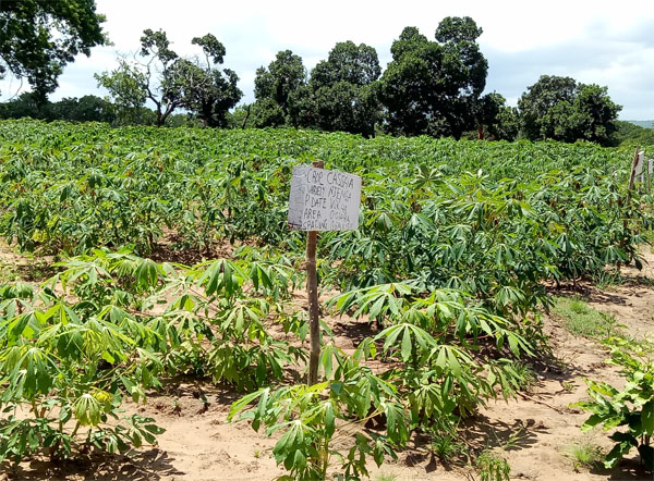 cassava processing machine