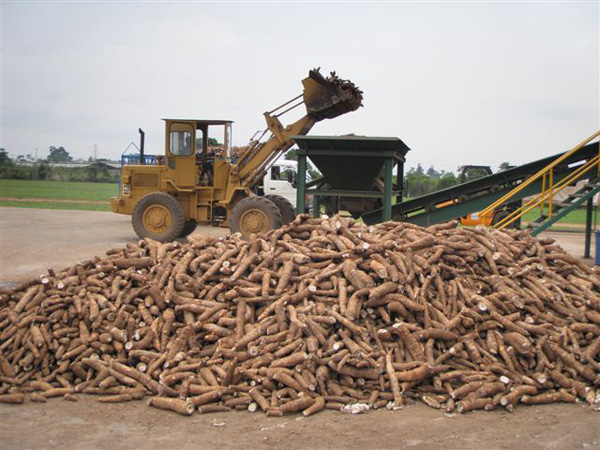 cassava flour production plant