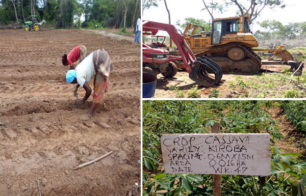 cassava processing industry