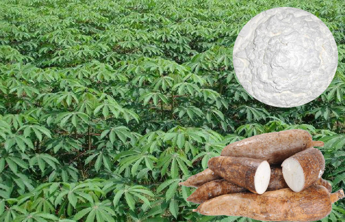 Tanzania has signed a $1 billion partnership agreement for cassava processing