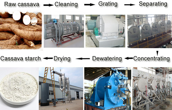 Cassava starch plant line