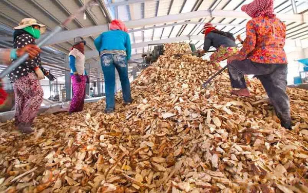Cambodia cassava production