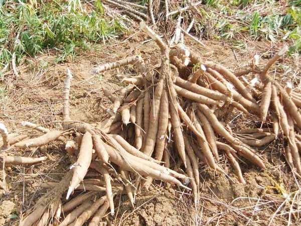 A look of cassava production in Myanmar(Burma)