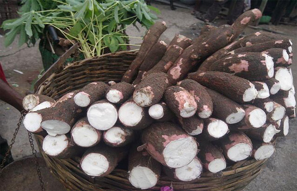 cassava production machine
