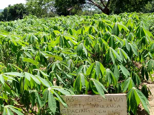 cassava production machine