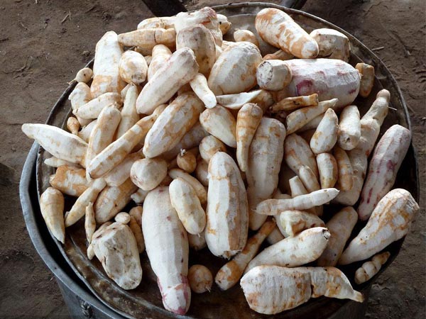 Mechanical peeling of cassava process