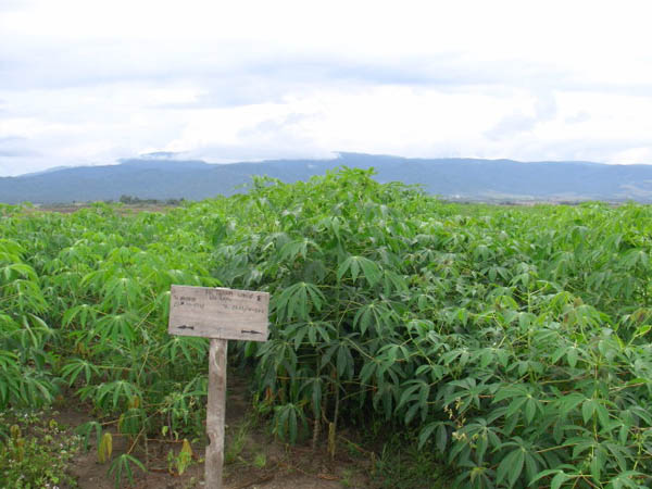 cassava production machine