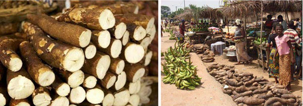 What are cassava products