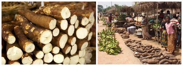 cost of cassava starch plant