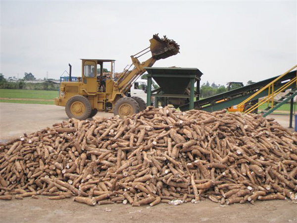 what is cassava processing