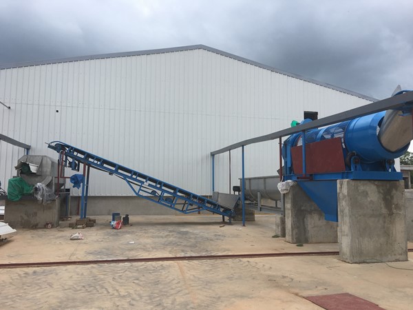 What is cassava processing, how to process cassava into starch ?