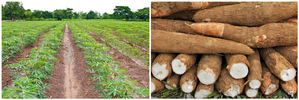industrial uses of cassava in nigeria