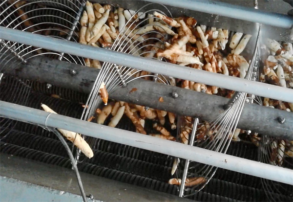 cassava peeling and washing machine