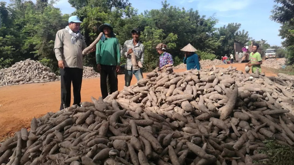 cassava