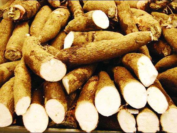 How is cassava starch processing operated?