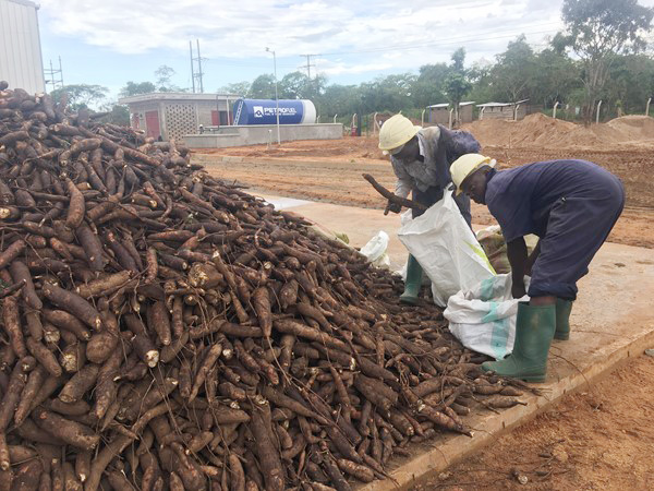 how to make high quality cassava flour