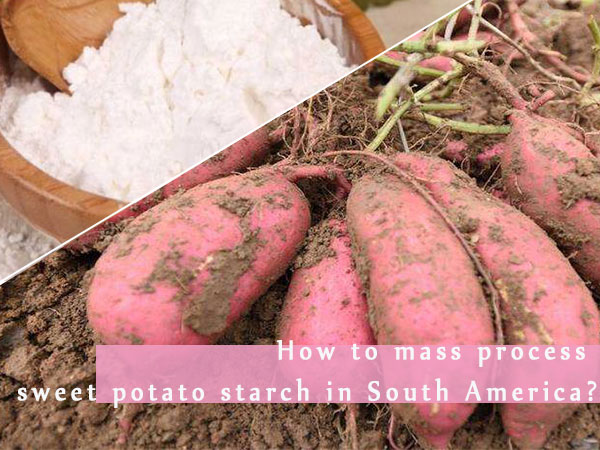How to mass process sweet potato starch in South America?
