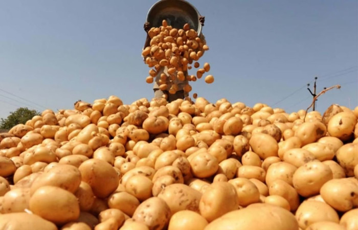 raw materials for processing potato starch
