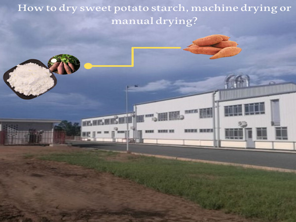 How to dry sweet potato starch, machine drying or manual drying?