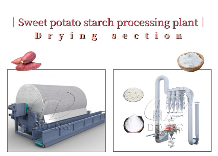 drying section of sweet potato starch production