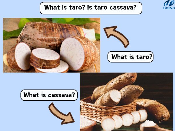 What is taro? Is taro cassava?