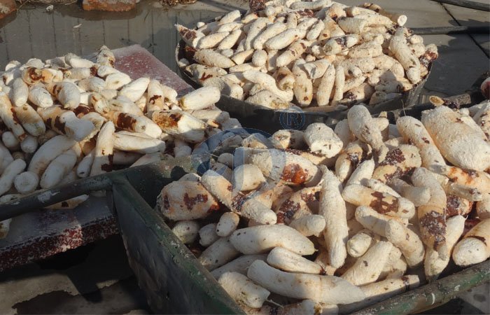 cassava flour processing line